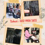 Salon Kutu Di Makassar Jakarta Timur